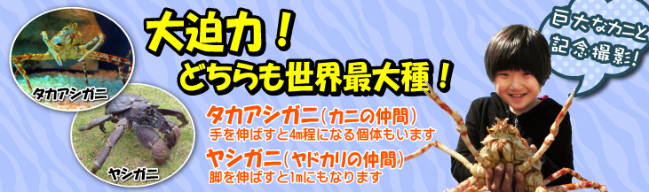 イベントの新しいアイテム移動水族館